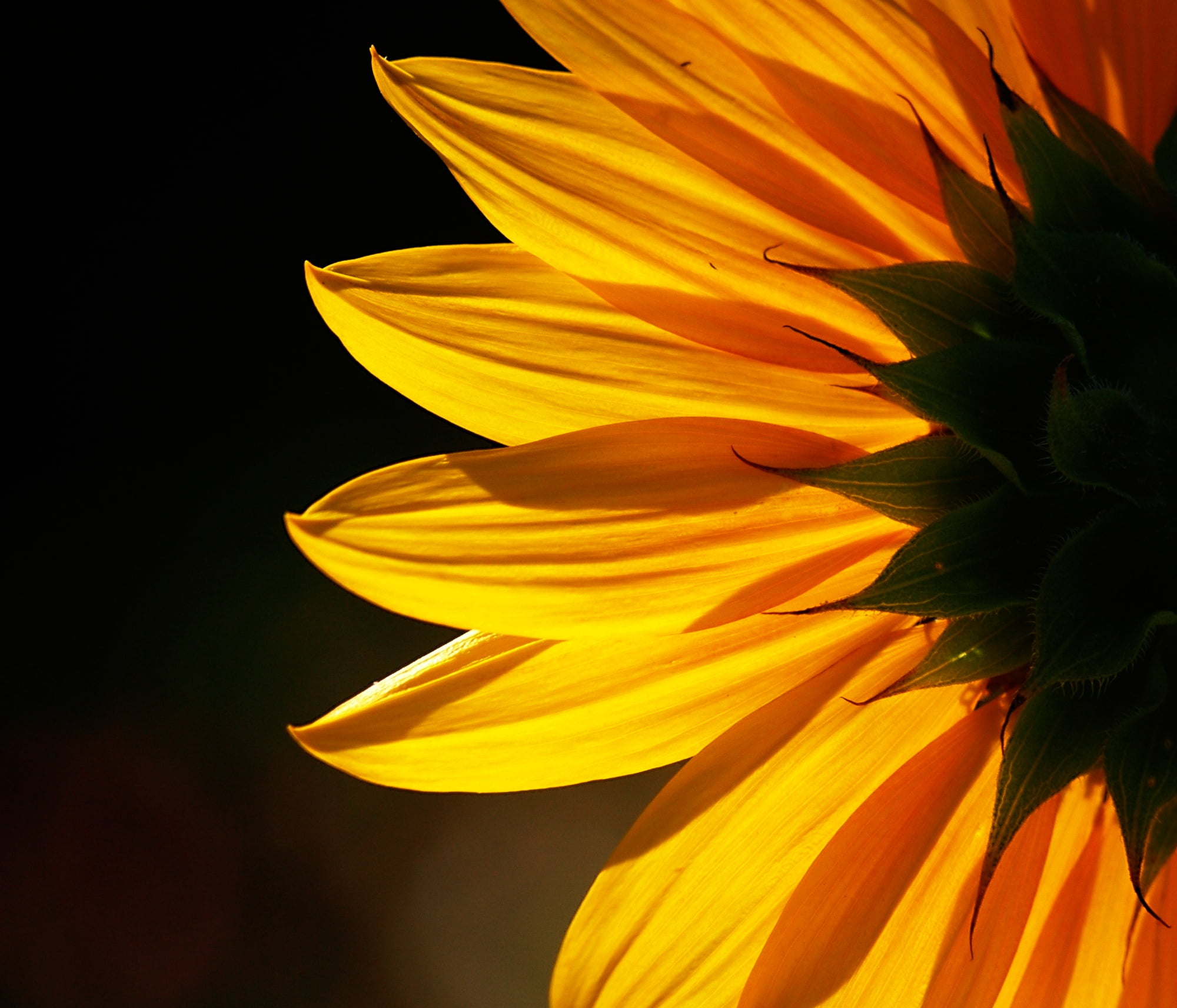 yellow Sunflower flower close up photo sunflower Backlit nature 2k
