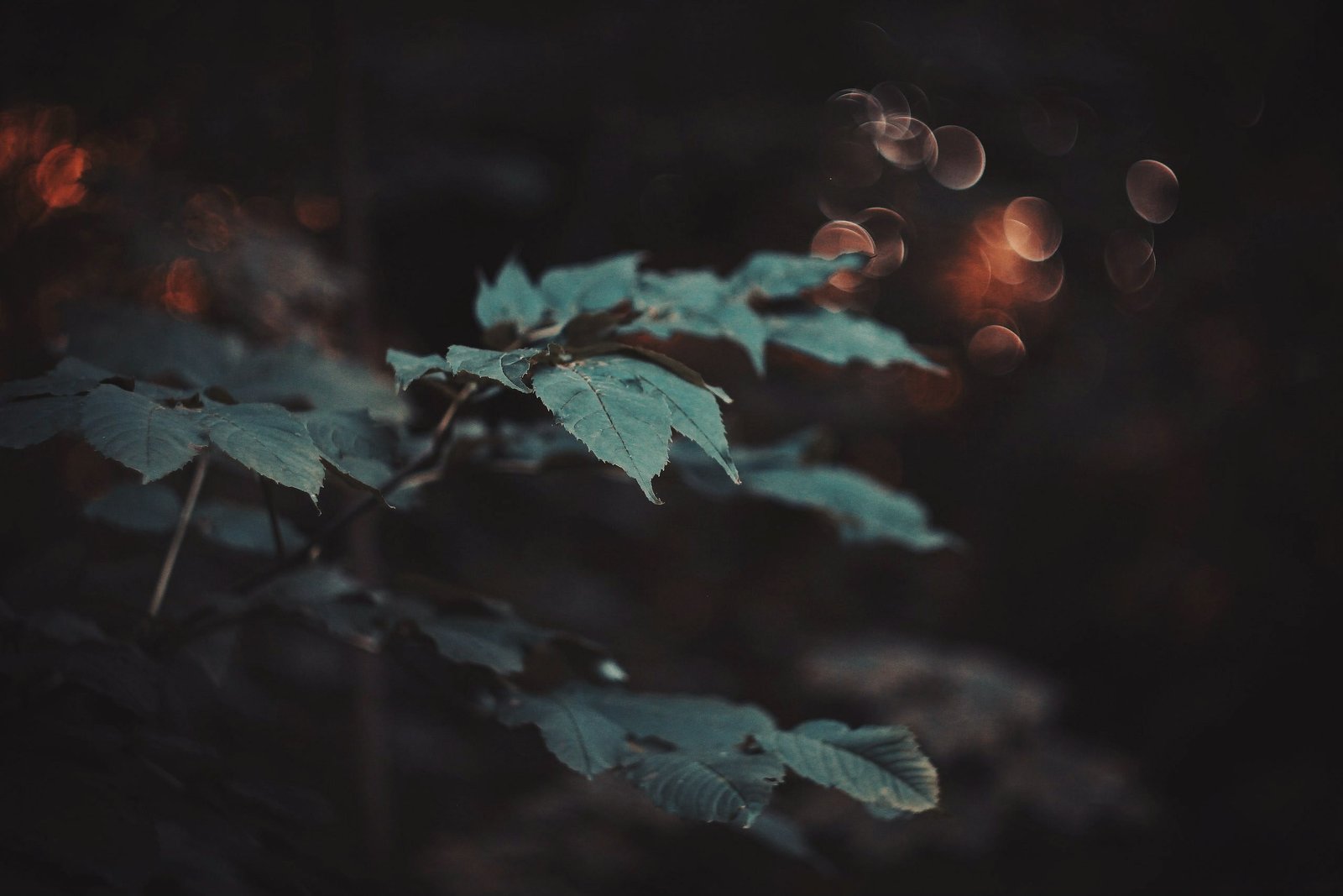 green leaf selective focus photo of ovate plant macro 2k