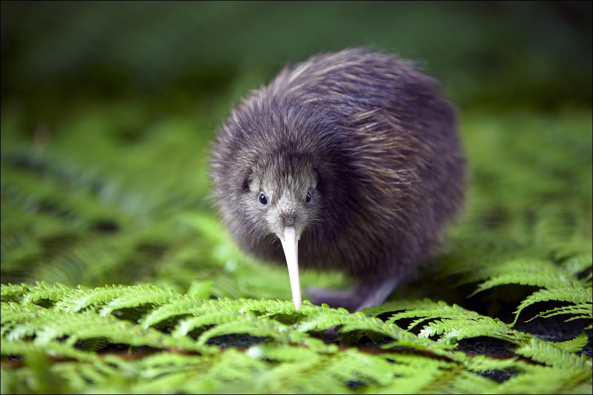 gray long beaked bird kiwi animal animals nature wildlife 2k