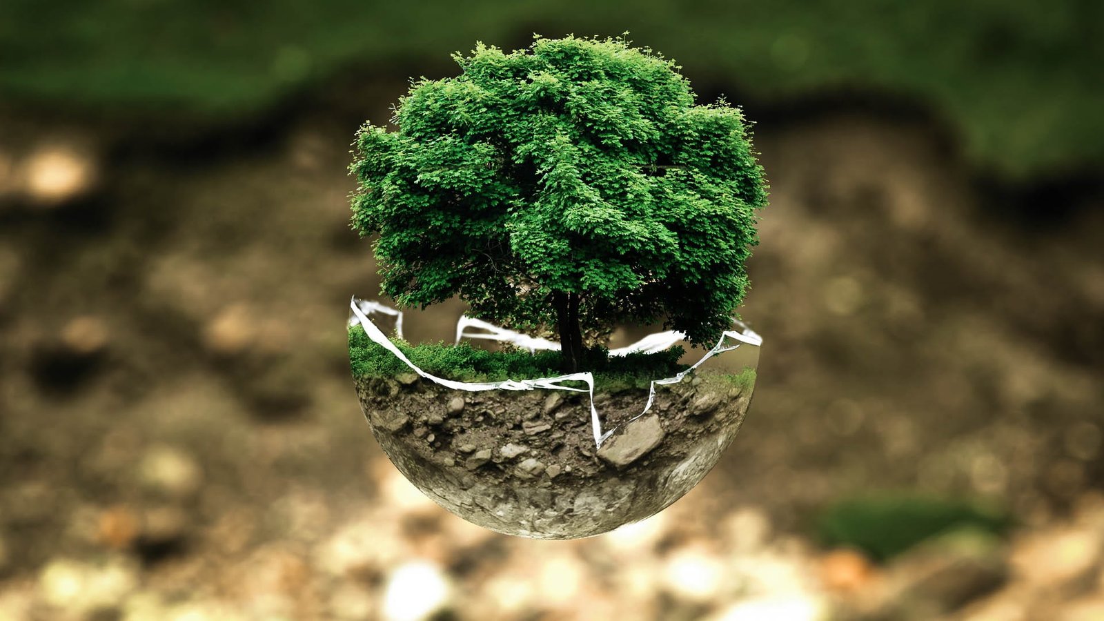 green leafed plant environmental protection atmosphere fragile 2k