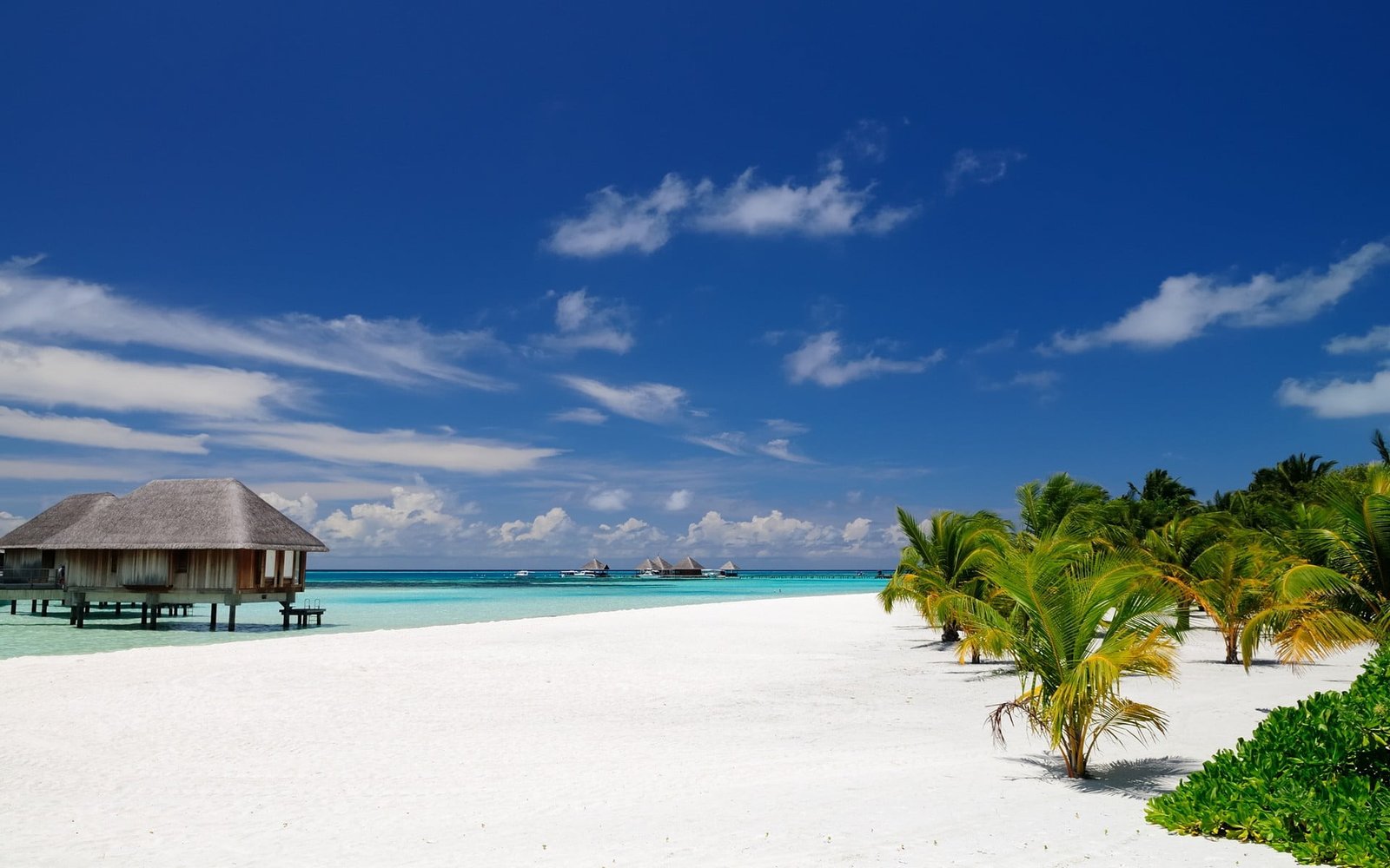 green leafed trees nature landscape beach Maldives palm 2k