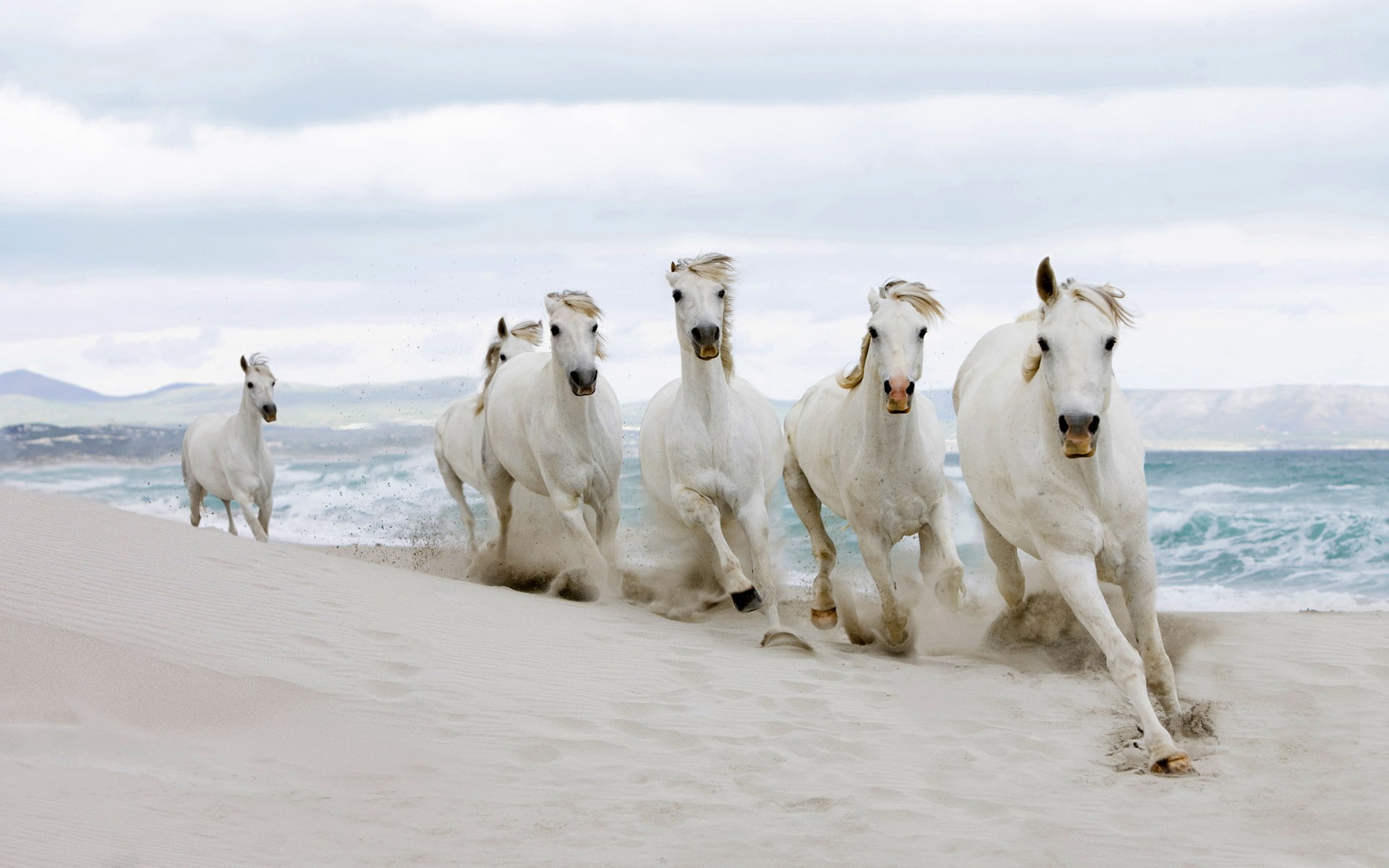 horse beach sand running animals white bright windy 2k