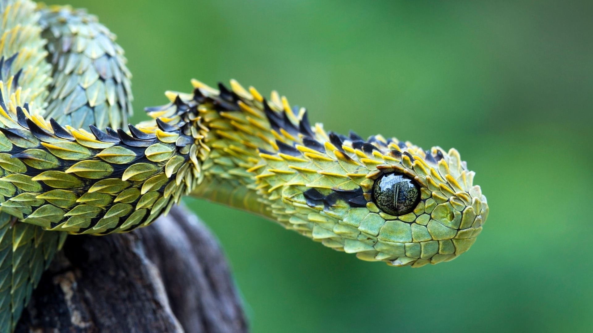 green snake selective focus photography of pit viper animals 2k