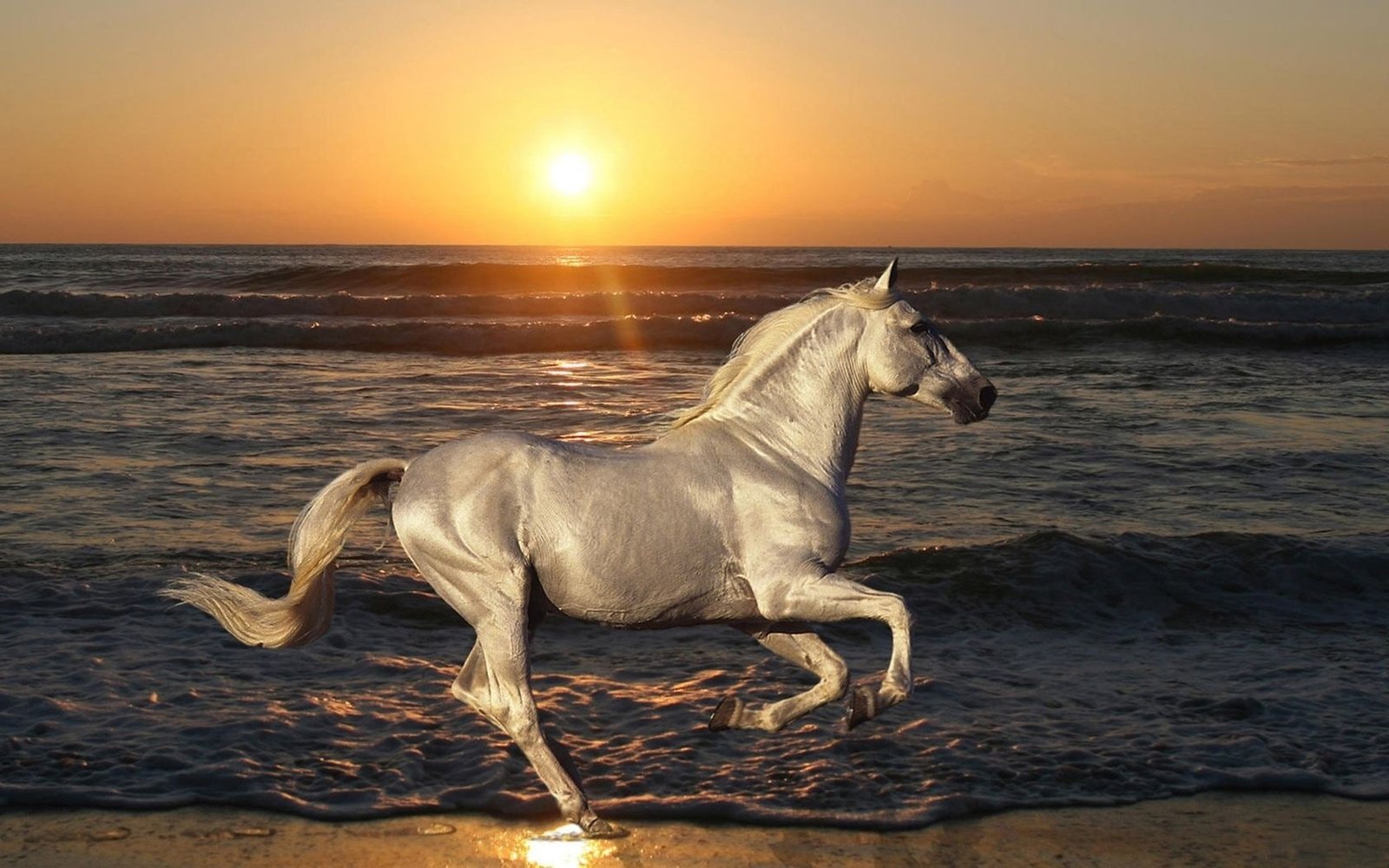 Horse Sunset Beach HD animals 2k