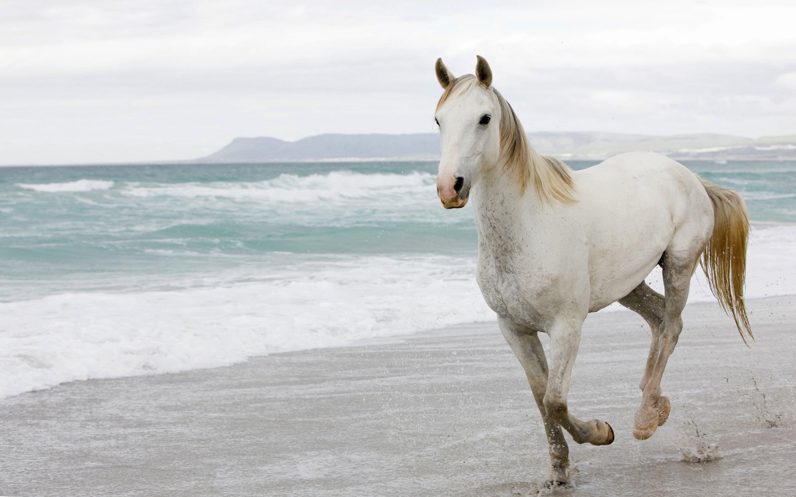 horse beach animals mammals 2k