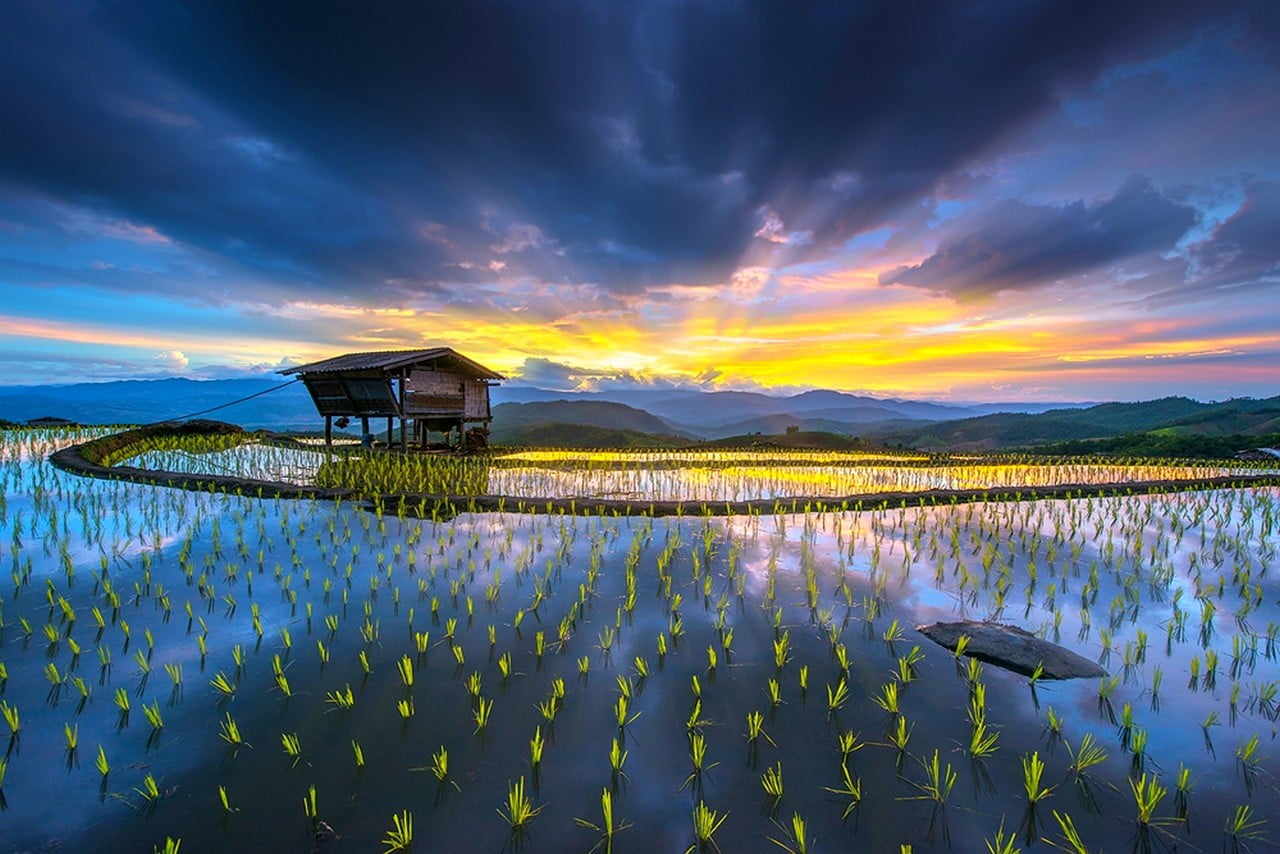 landscape photography of brown house on body water rice paddy