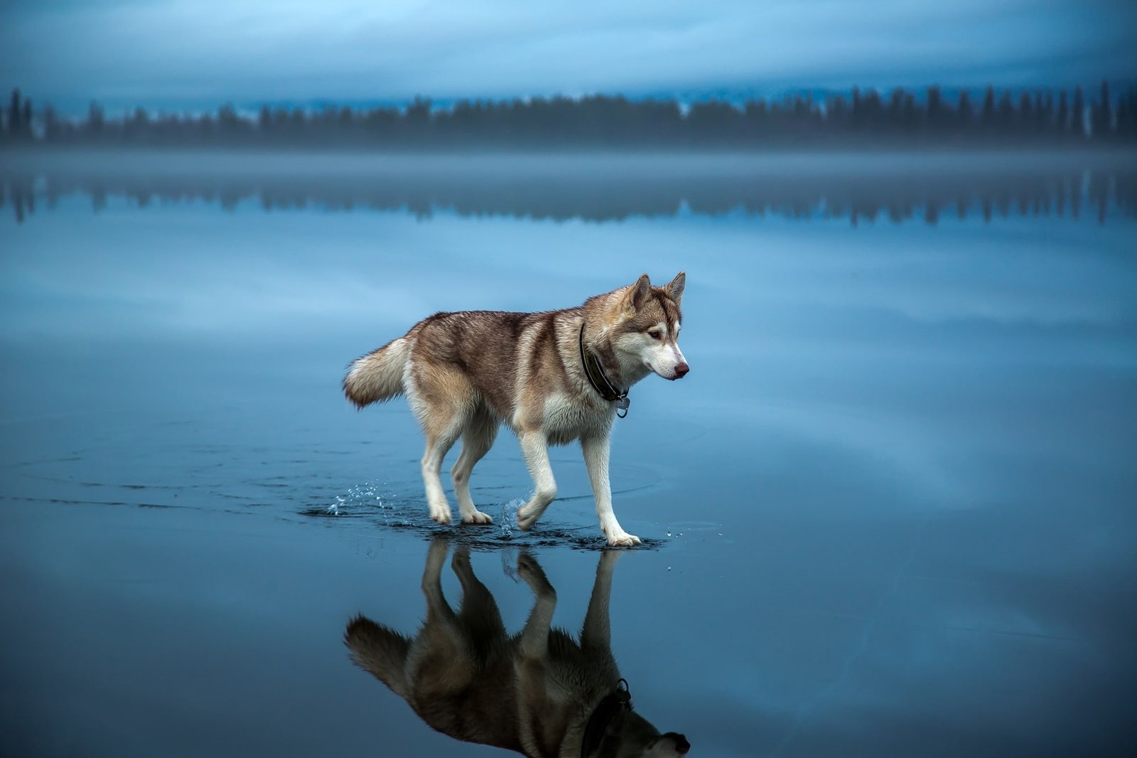landscape animals alone reflection dog lake clouds Siberian Husky 2k