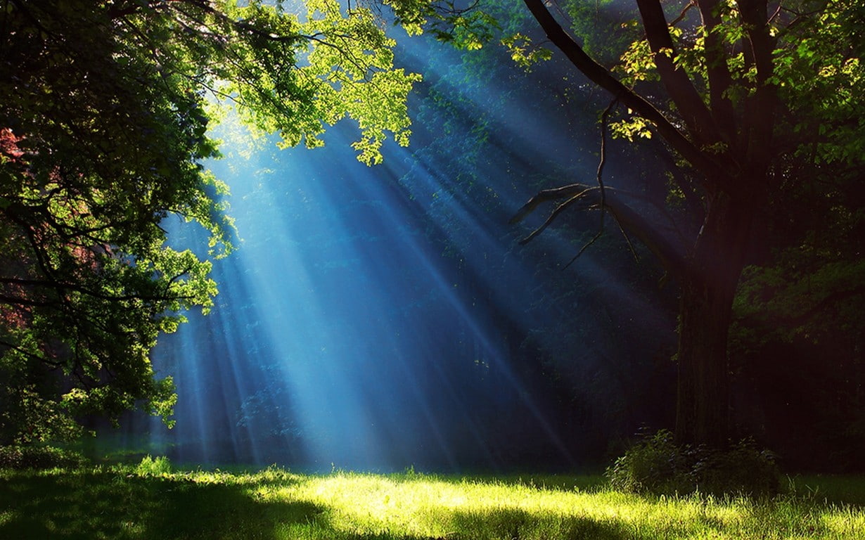 Landscape Nature Forest Grass Sun Rays Trees Mist Green