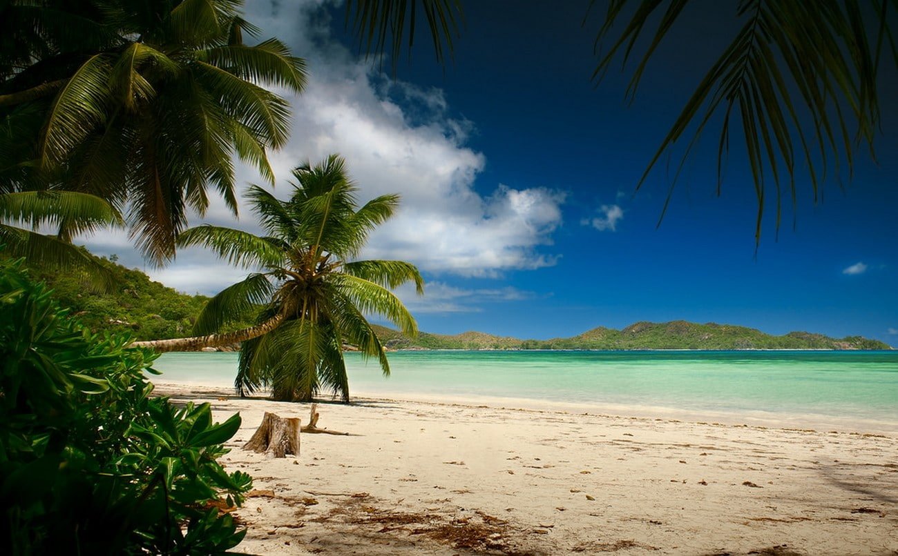 landscape photography nature beach palm trees sand sea