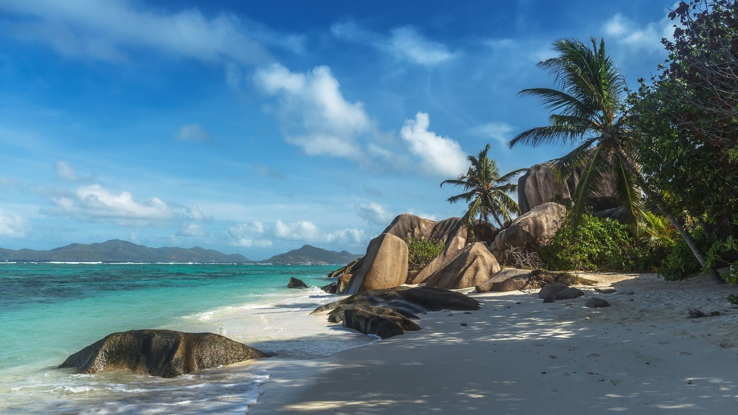 leafed trees photography nature landscape beach sand palm 2k