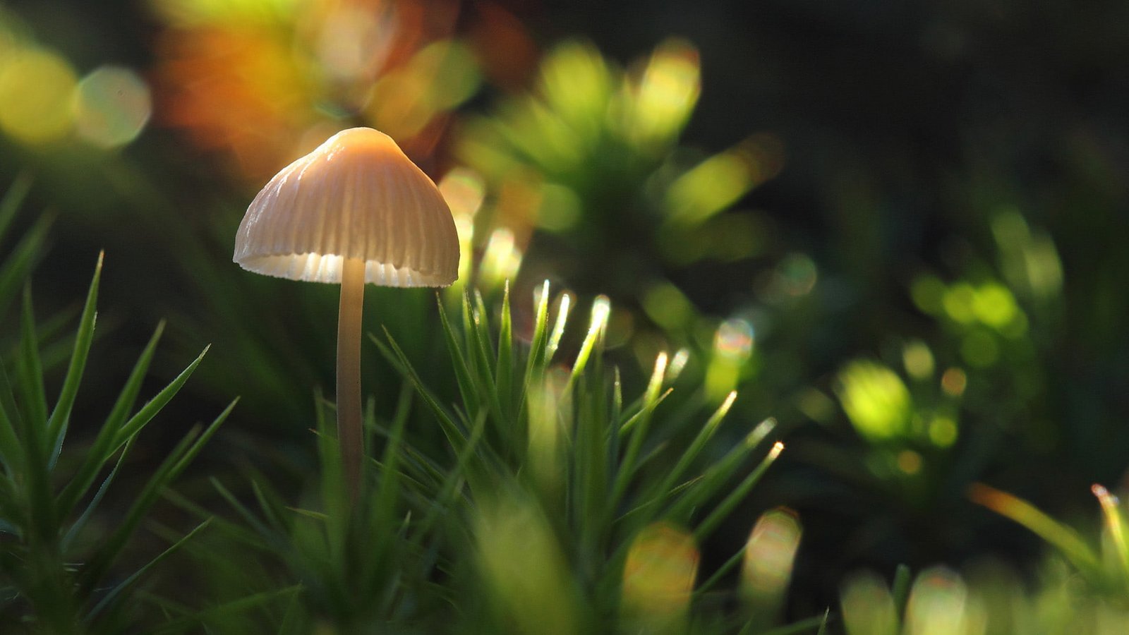 Mushroom Fungus Macro HD white mushroom nature 2k