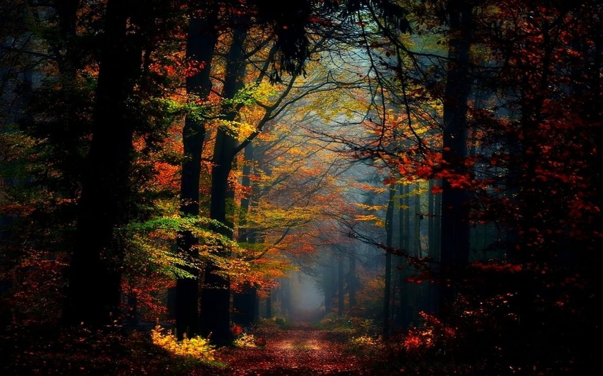 nature landscape fairy tale mist forest fall colorful