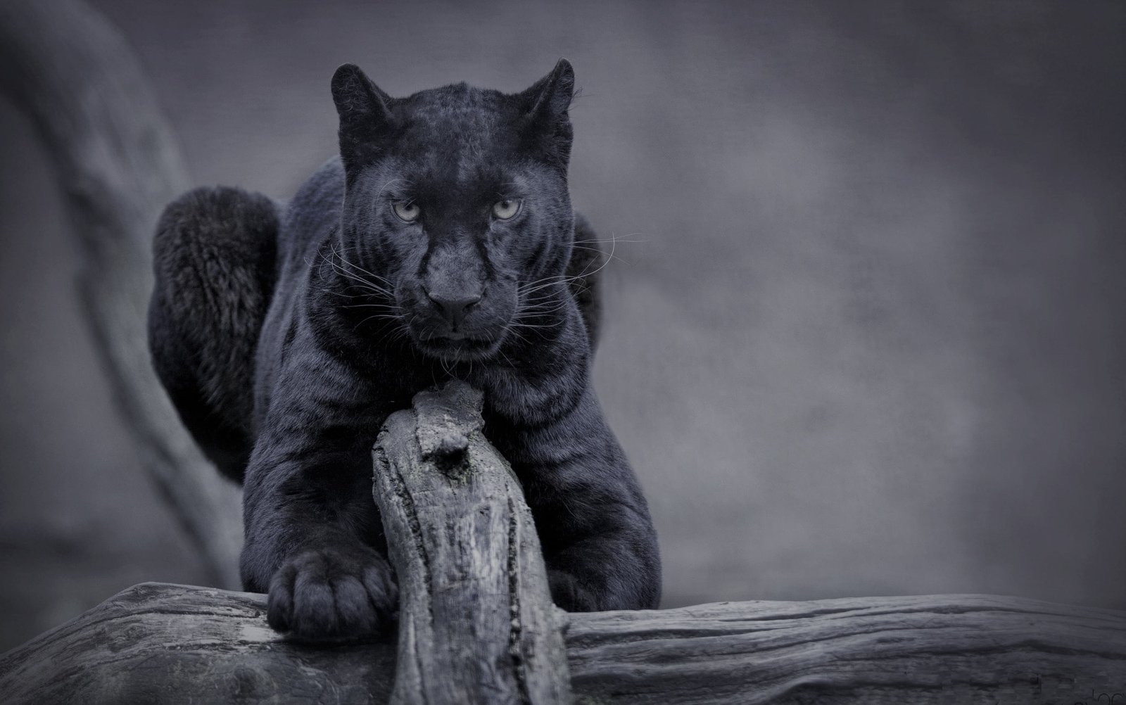 nature cat panther wild black 2k