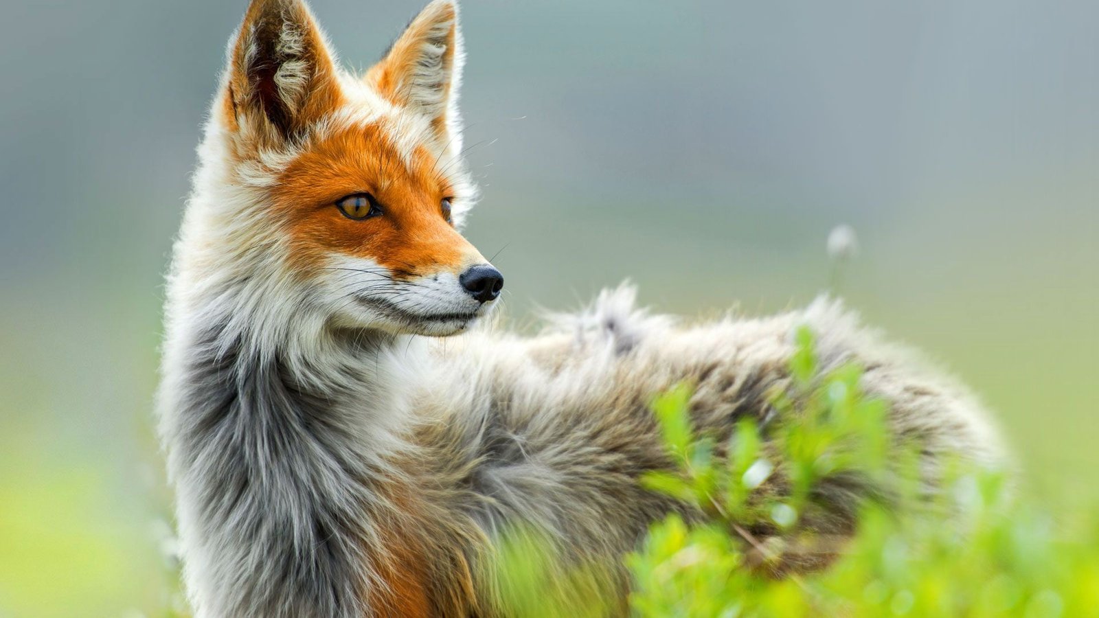 orange and gray fox animals nature animal themes one 2k