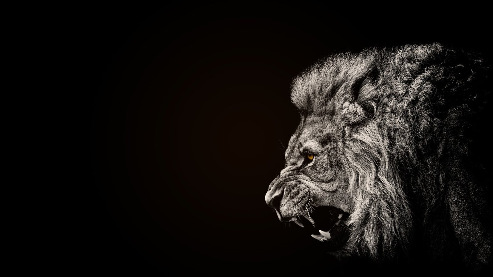 painting of lion animals black selective coloring mammal 2k
