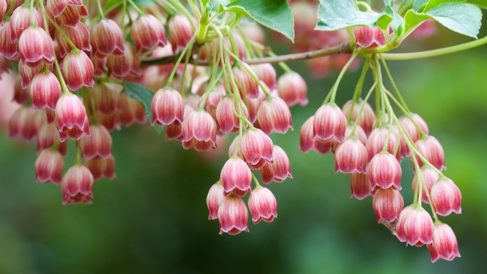 pink flowers nature plants flowering plant beauty in 2k