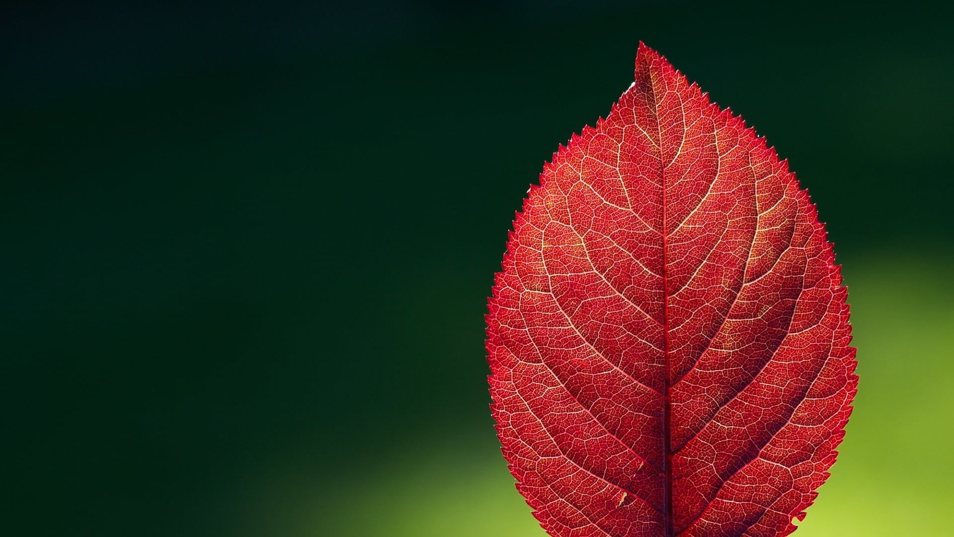red leaf nature leaves macro plant close up autumn 2k