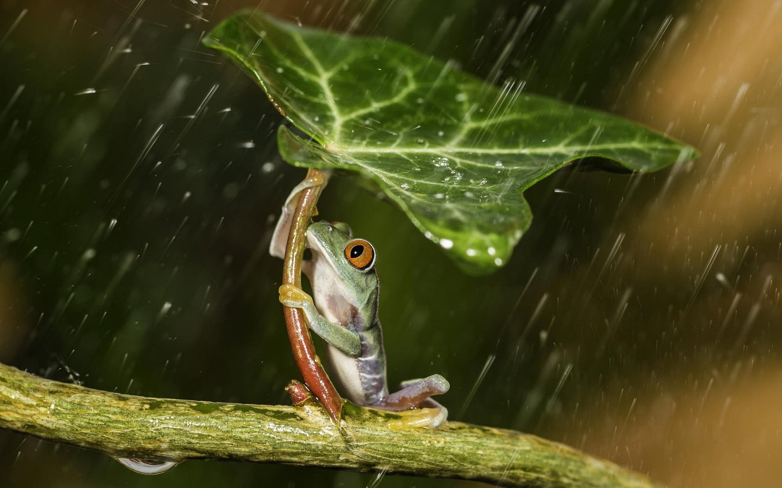 red eyed tree frog green holding leaf during raintime 2k