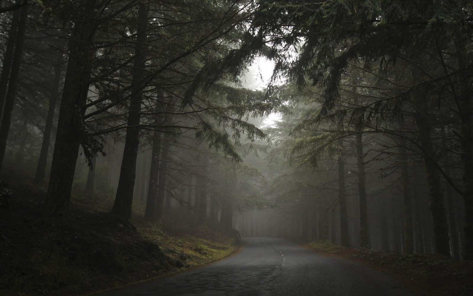 road in between trees during cloudy day nature landscape mist 2k