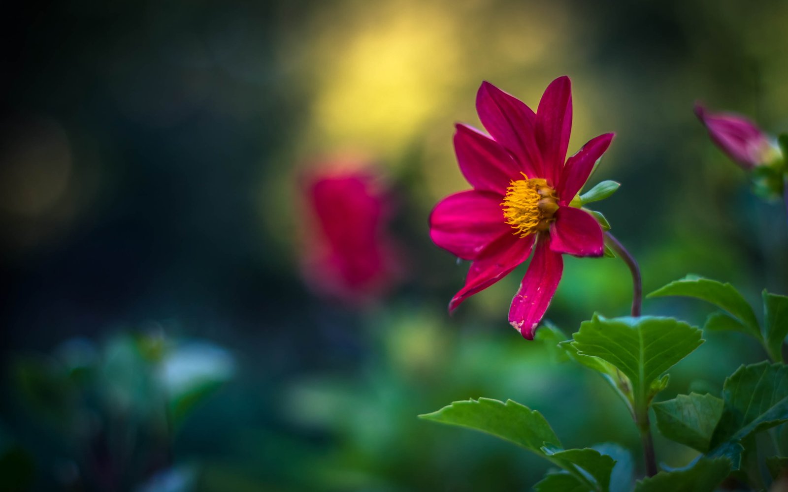 selective focus photo of pink Cosmos flower romania 2k