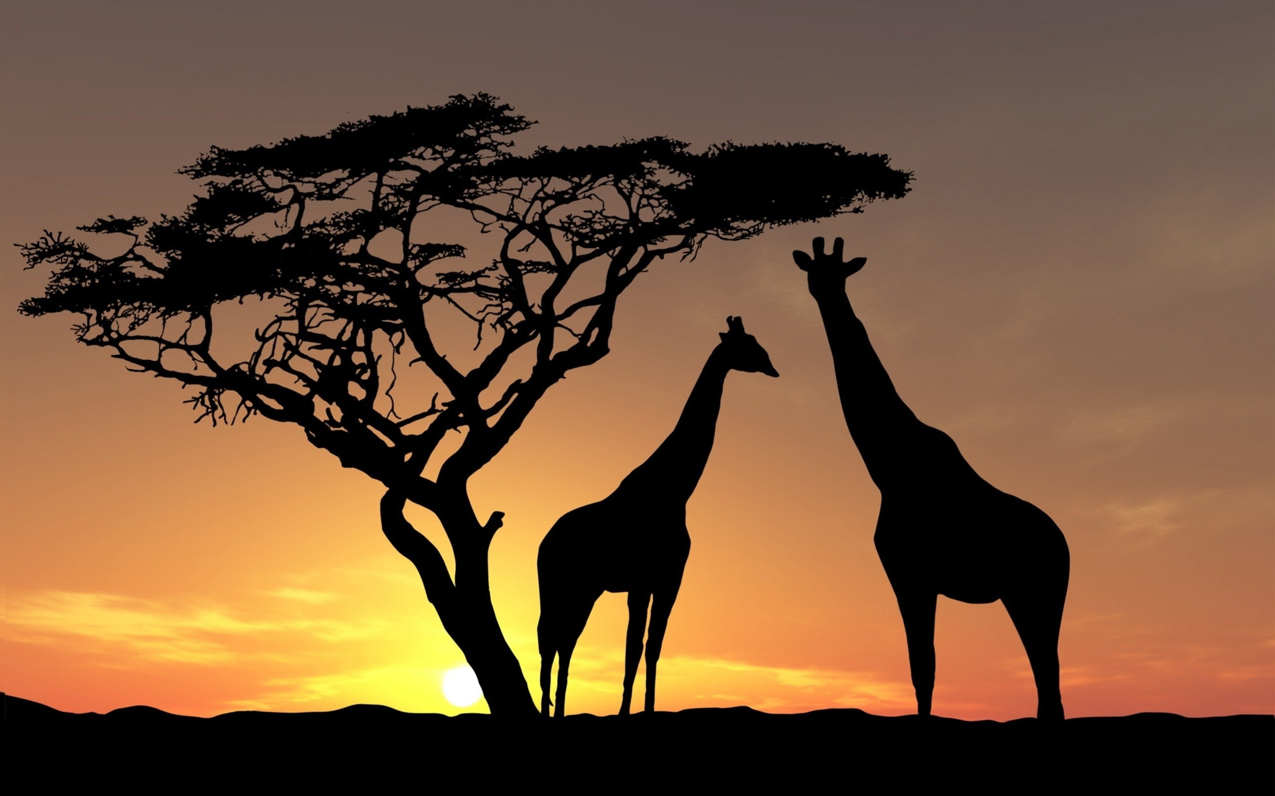 silhouette of giraffe beside the tree nature landscape animals 2k