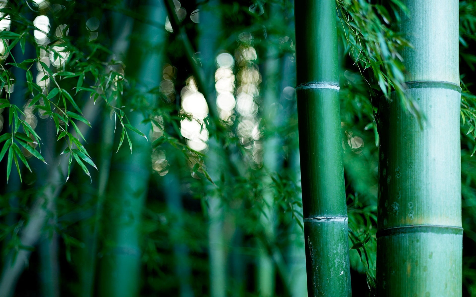 Bamboo Forest Bokeh Green Nature 2k