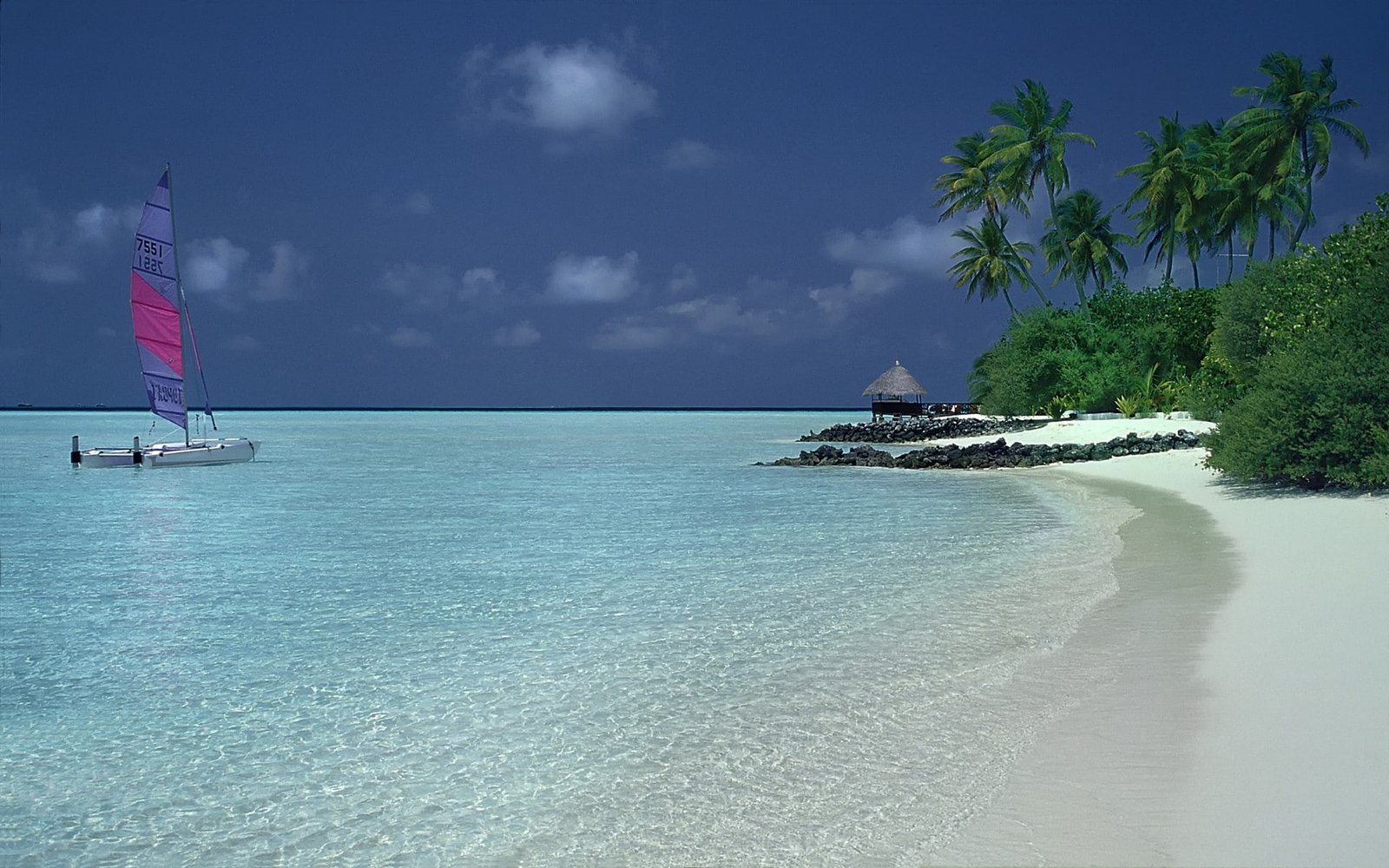 Beach Catamaran Palm Trees Sand Summer Landscape Sea Nature 2k