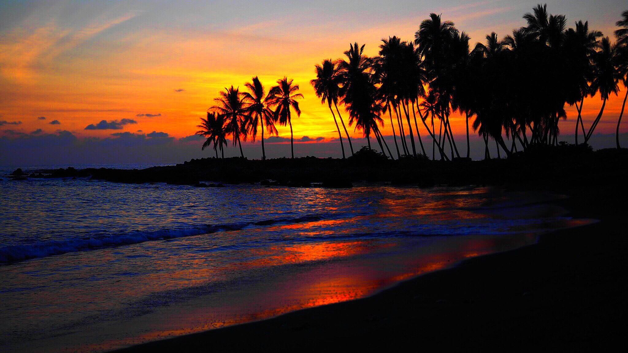 beach sunset palm trees water sky scenics nature beauty in 2k
