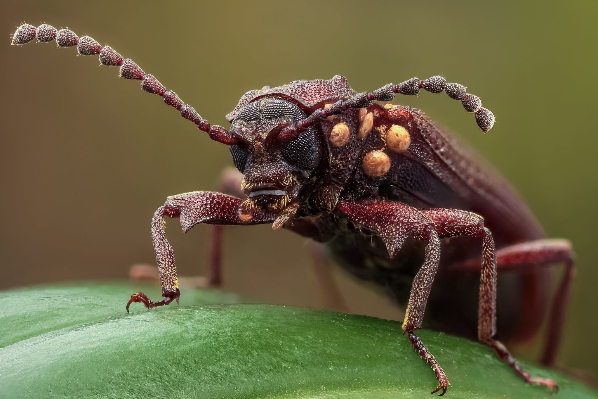 brown beetle close up photo of Longhorn nature 2k