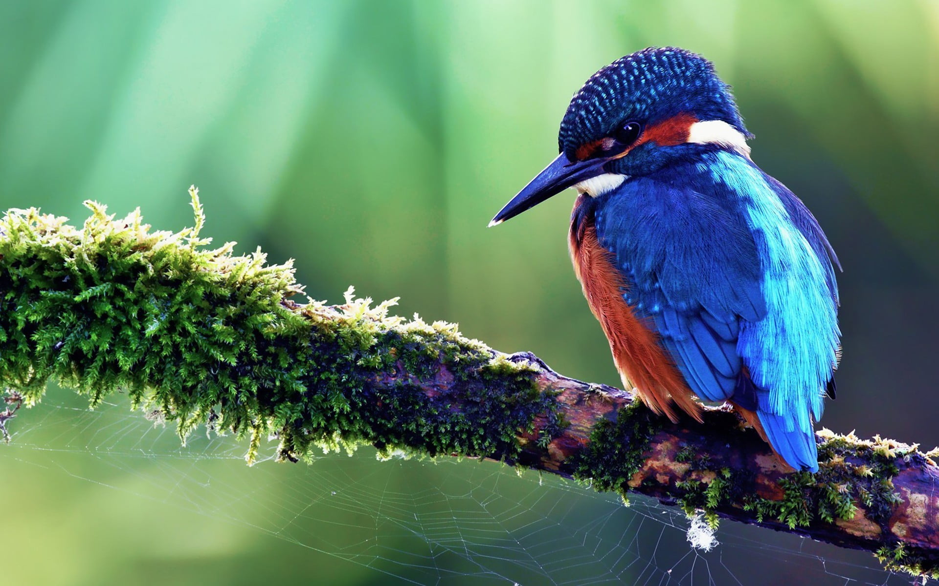 blue kingfisher bird birds nature animals in the wild 2k