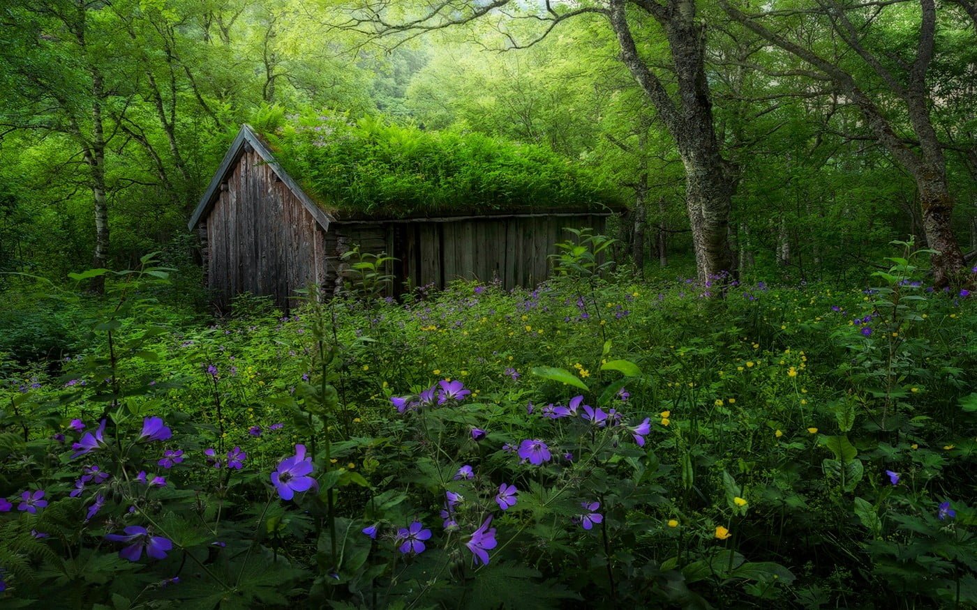 brown wooden shack near tree illustration nature landscape