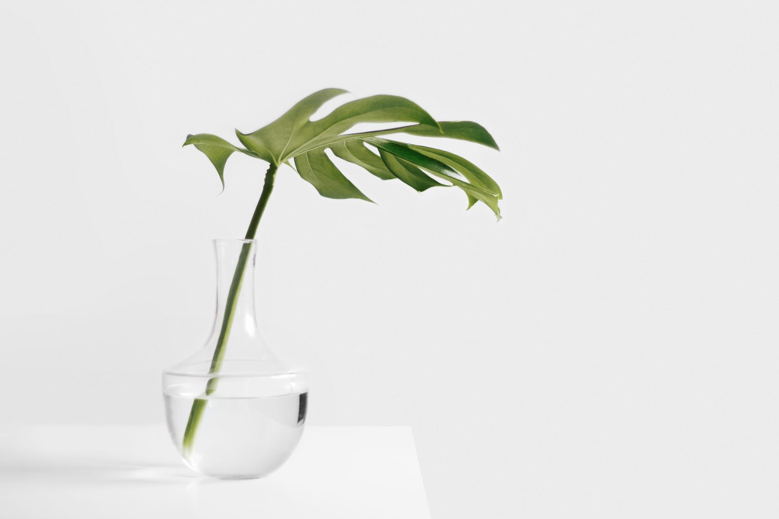 Cheese plant leaf in clear glass vase untitled green white 2k 4k