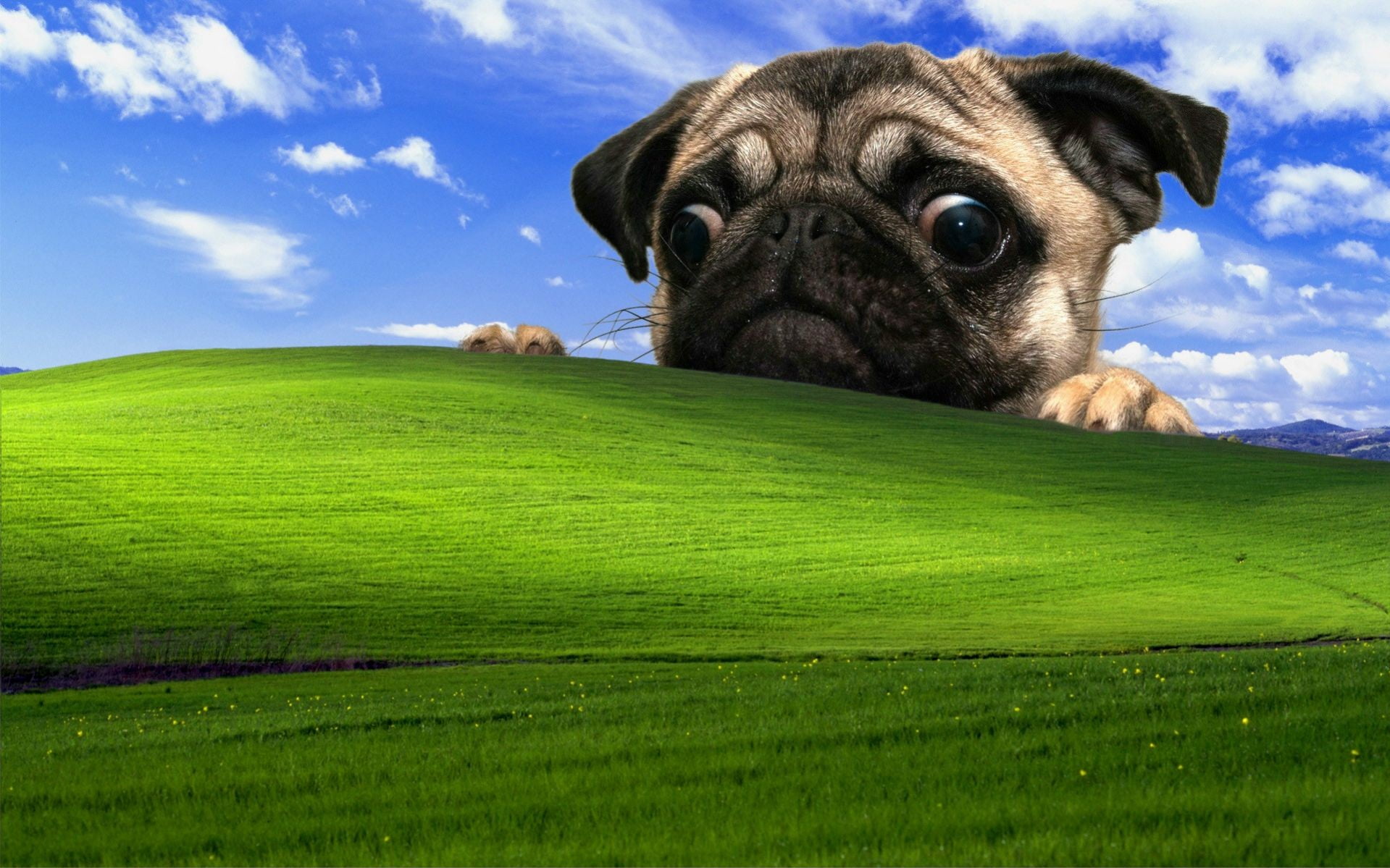 fawn pug and Microsoft Windows field wallpaper XP dog 2k