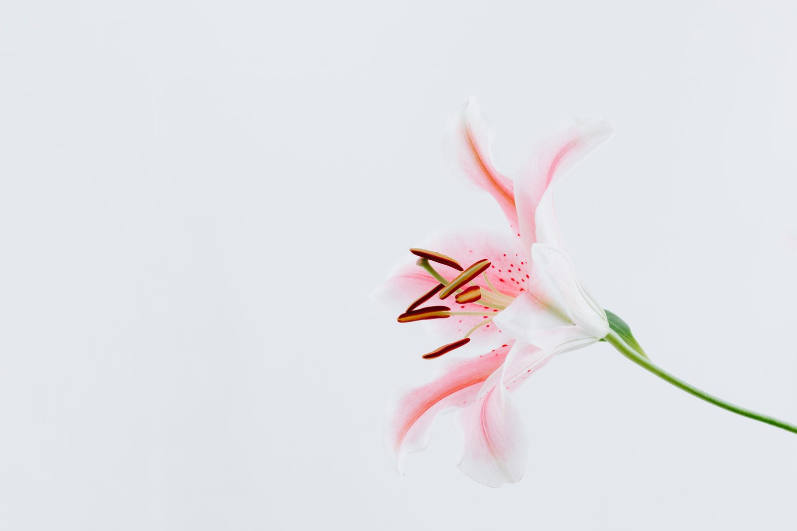 flower petals flowers minimalism white background 2k 4k 5k