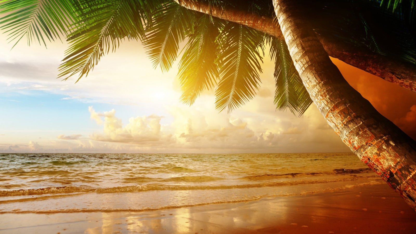 green palm tree landscape beach overexposed tropical sea 2k