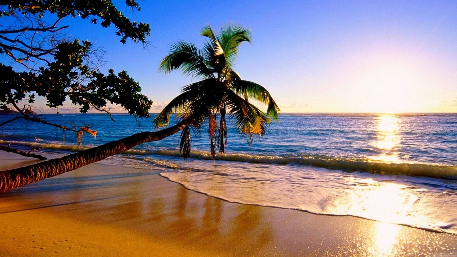 green palm tree nature sunset water trees beach sea 2k
