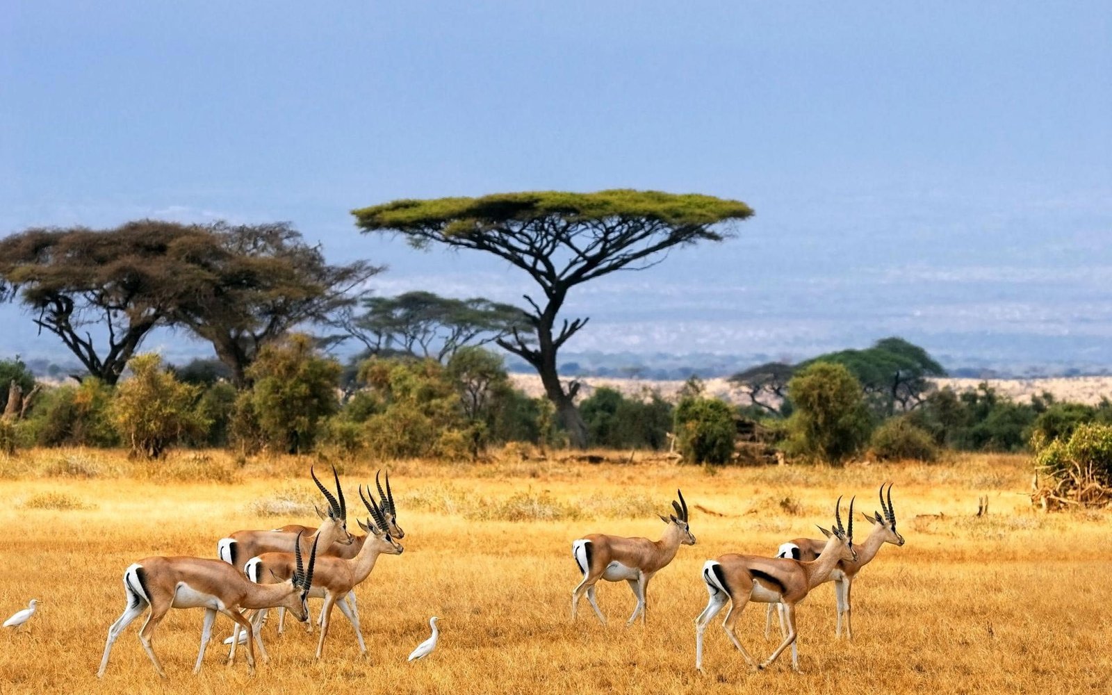 herd of antelopes nature landscape savannah animals wildlife 2k