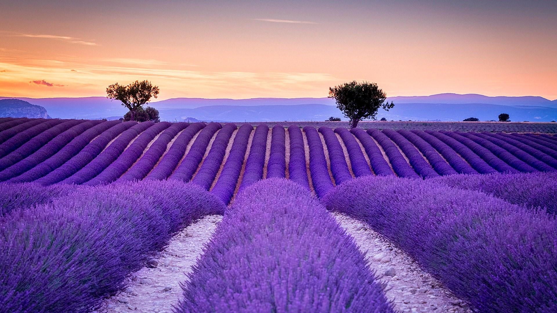 lavender purple sky field french flower morning 2k