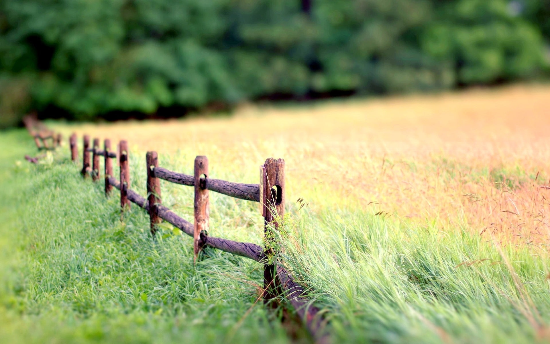 Nature landscape fence grass blur background brown wooden 2k
