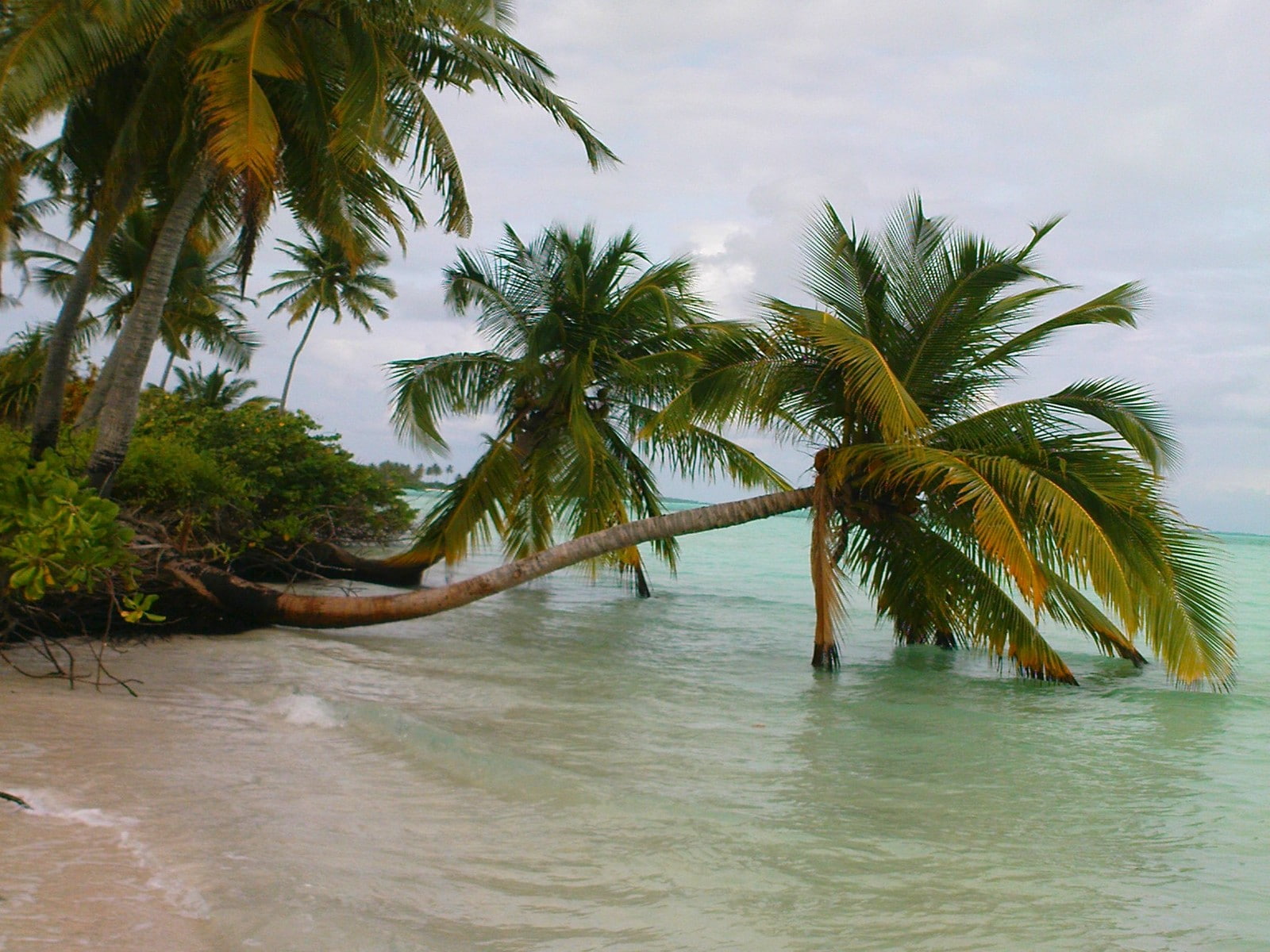 nature landscape Maldives palm trees beach sea sand tropical 2k