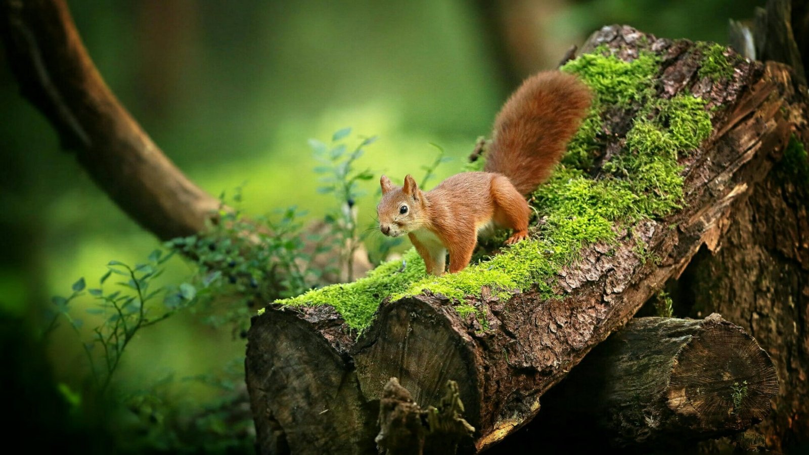 nature wildlife mammal squirrel trunk moss mossy tree 2k