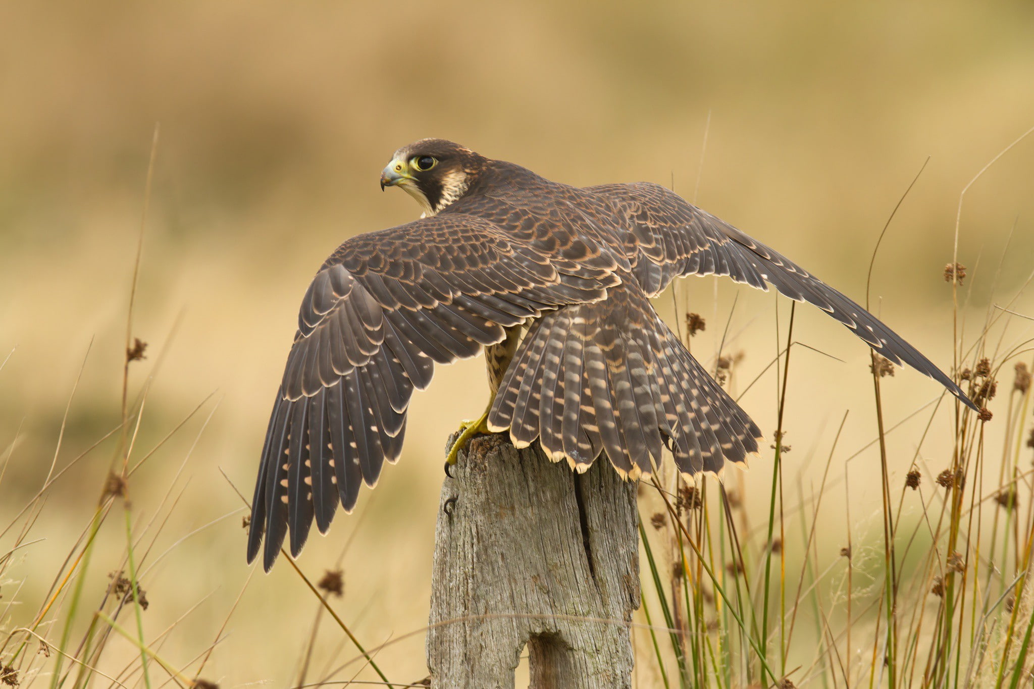 Peregrine falcon brown peregride Bird Nature best 2k