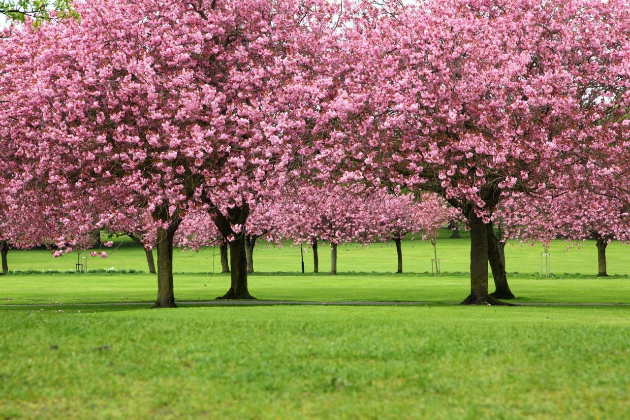 pink leafed trees blossom branch cherry