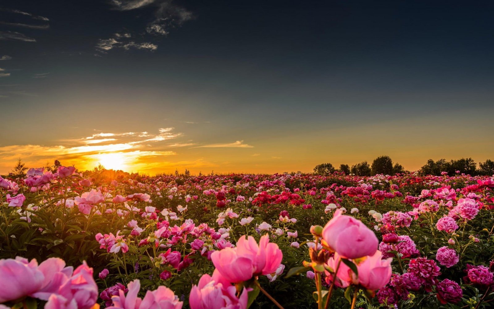 pink rose flower sunset sunlight flowers roses nature 2k