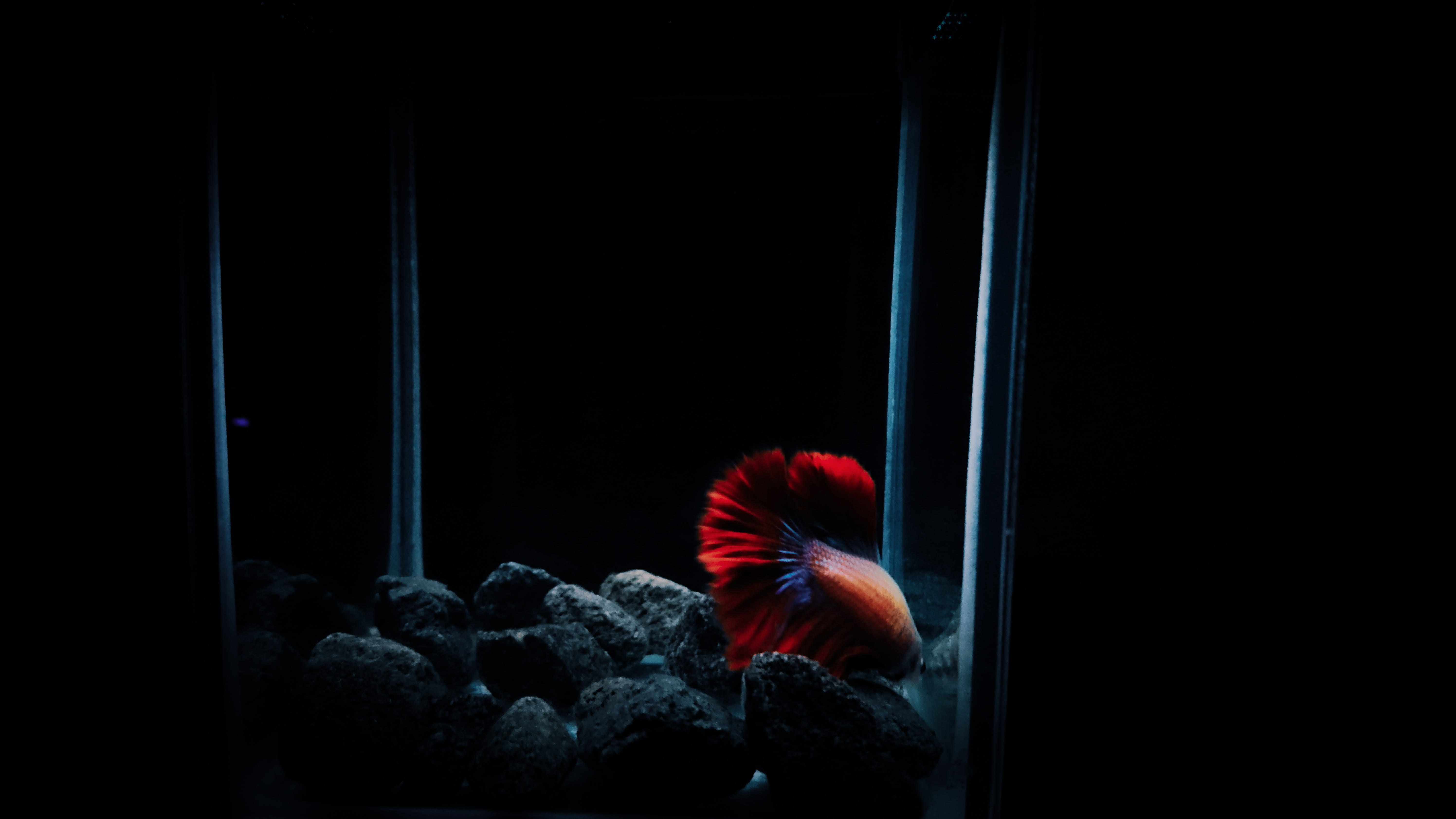 red betta fish animal sea life water invertebrate nature 2k 4k 5k