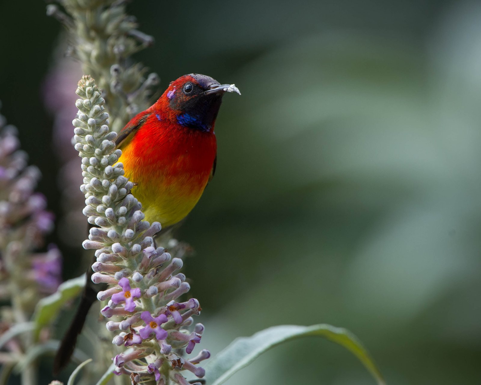 tilt shift lens photography of orange bird sunbird 2k