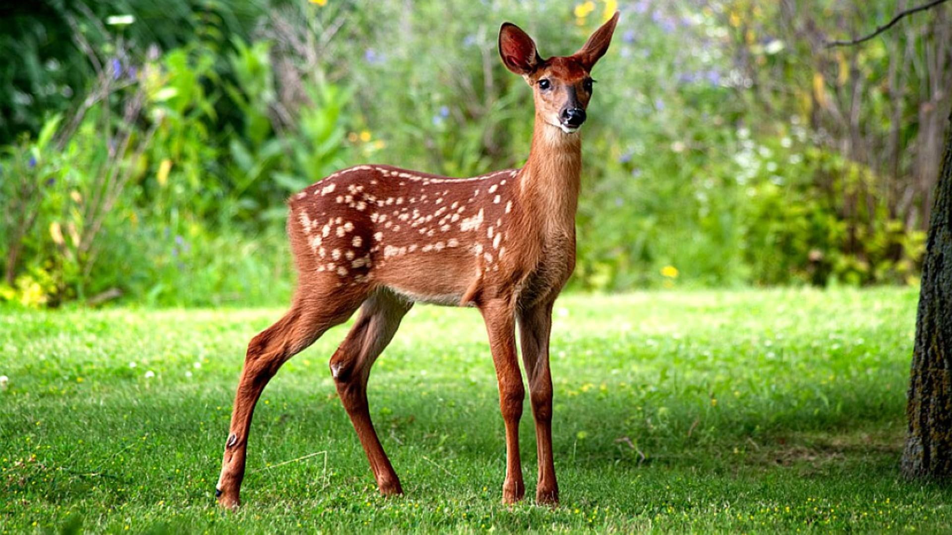 Wild Baby Fawn white spotted deer baby animals buck nature 2k