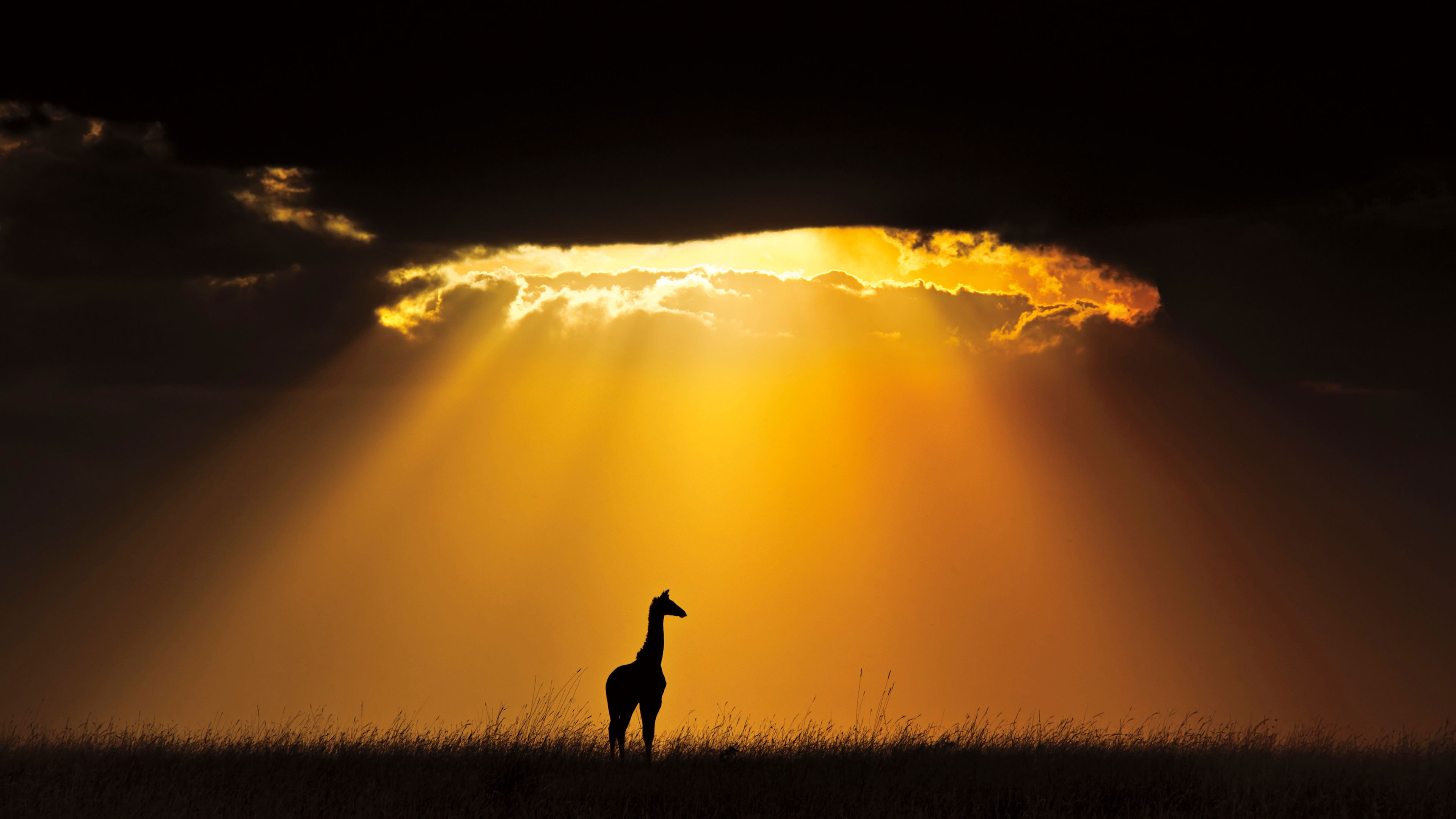 animals sun sunset sunrise star sky silhouette celestial body 2k 4k