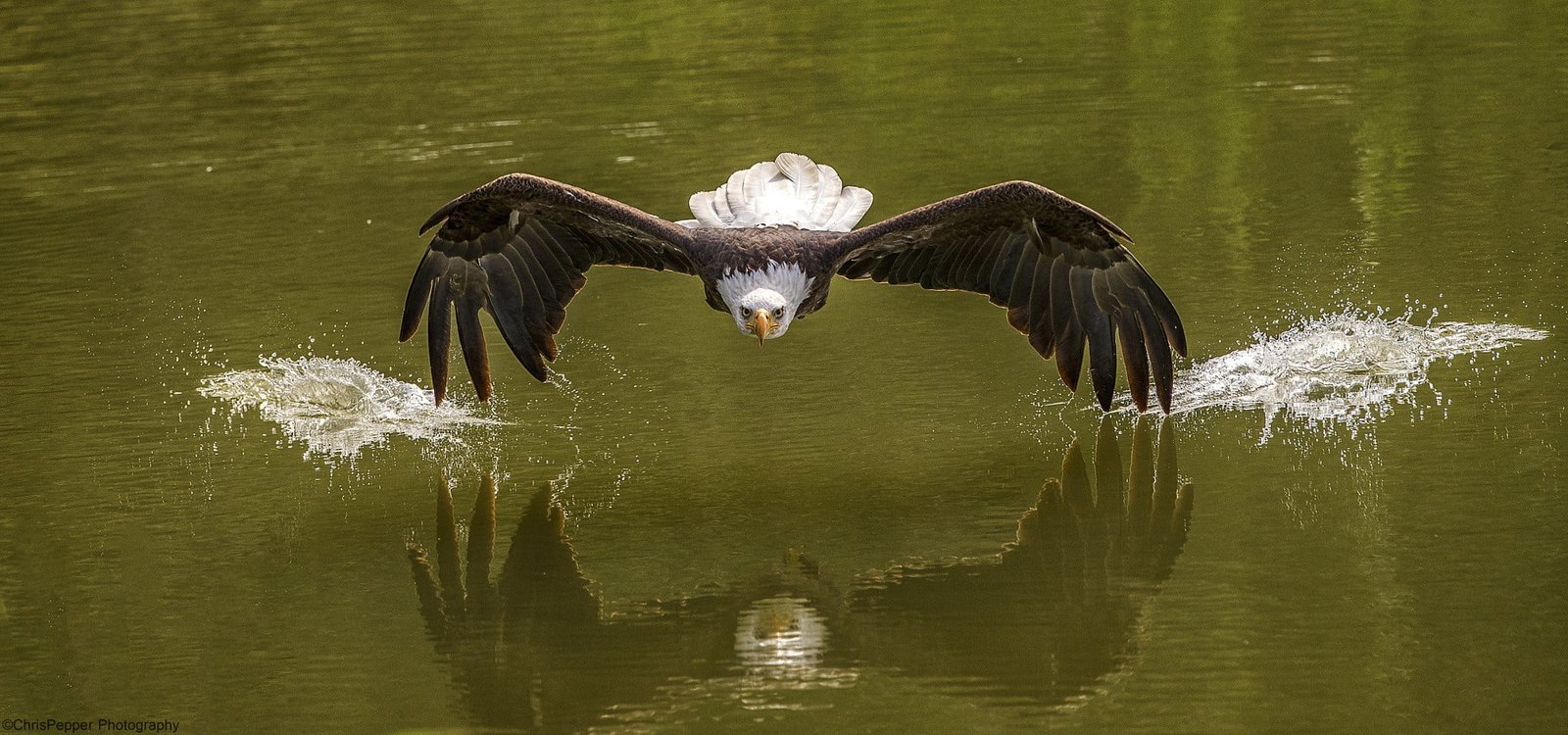bald eagle photography nature animals birds animal themes 2k