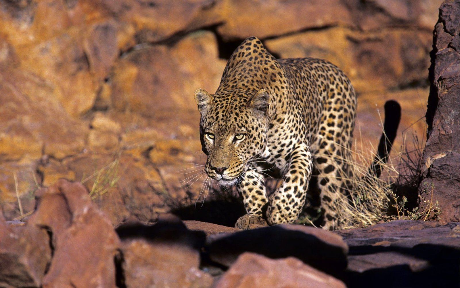 brown and black leopard nature animals wildlife animal 2k